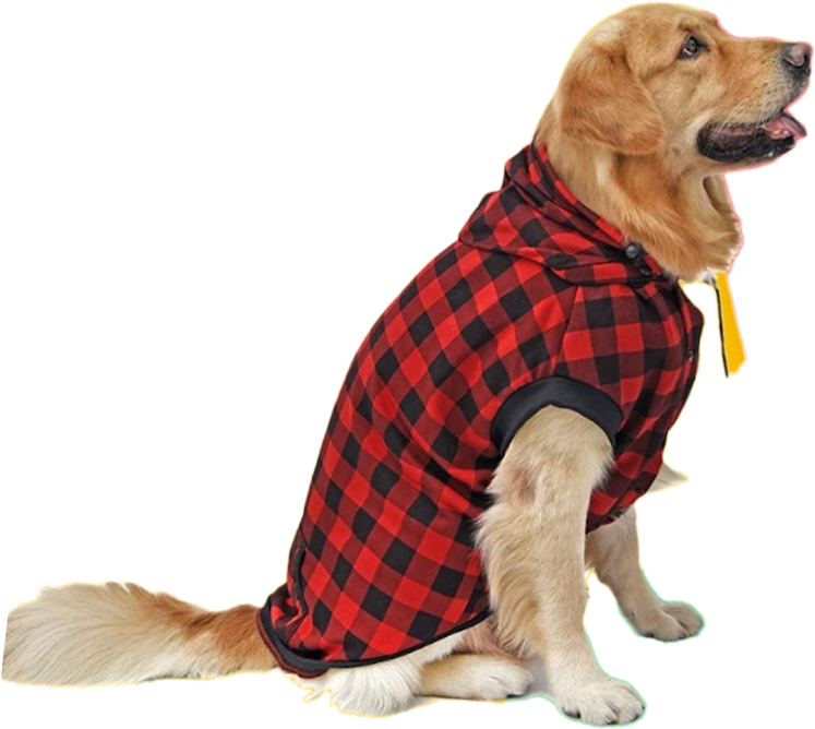 Careaholic Dog